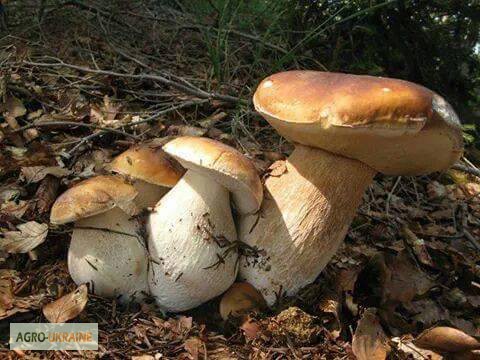 Фото 6. Грибница белого гриба - семена грибов для выращивания на приусадебном участке и помещении