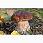 Грибница белого гриба - семена грибов для выращивания на приусадебном участке и помещении