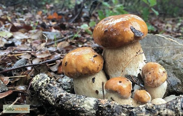 Фото 8. Грибница белого гриба - семена грибов для выращивания на приусадебном участке и помещении
