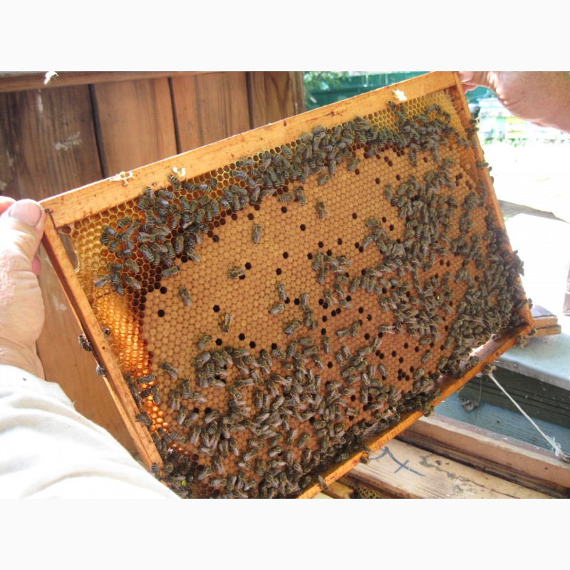 Авито краснодарский пчелопакеты. Пчелопакеты Карпатка опт. Бессотовый пчелопакет. Пчелы пчелопакеты в Сорочинске. Пчелопакеты на 2023.
