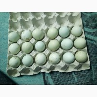 Продам яйця Амераукана 25 грн штука