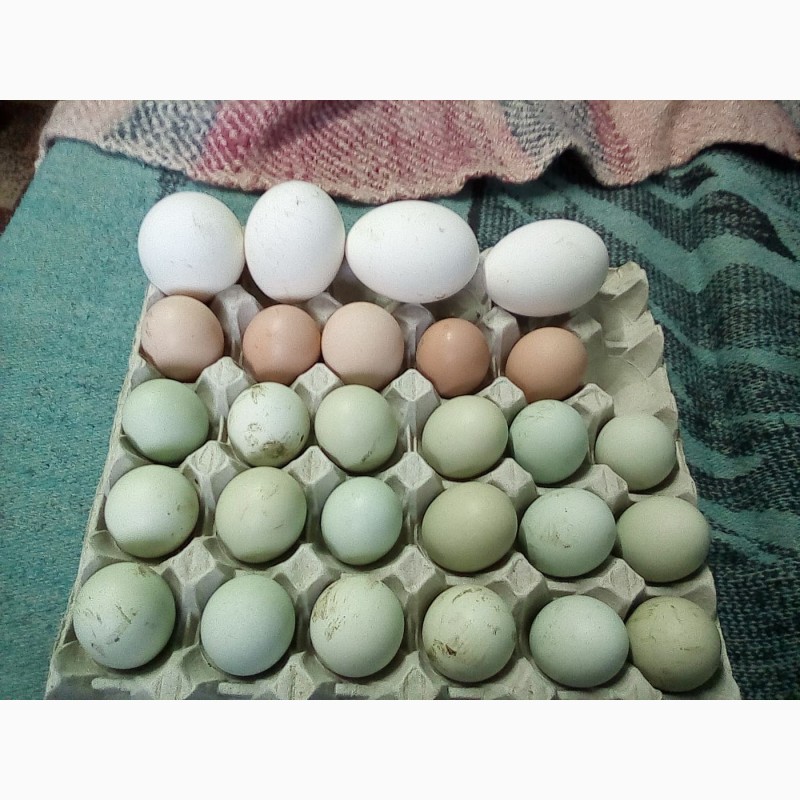 Фото 3. Продам яйця Амераукана 25 грн штука