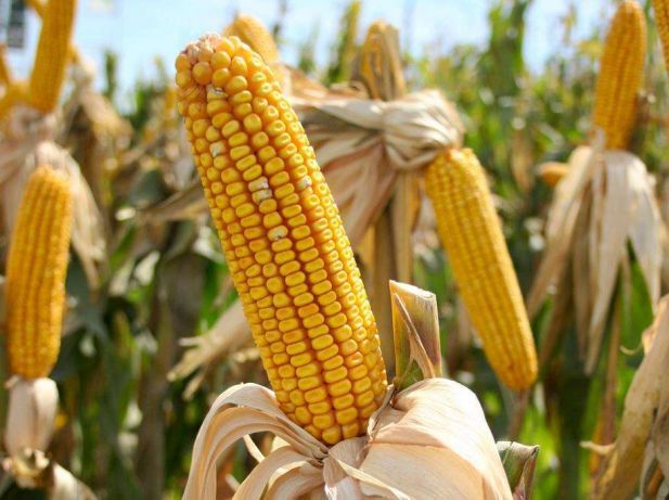 Фото 2. Насіння кукурудзи, канадский трансгенный гибрид кукурузы sedona bt 166 фао 180