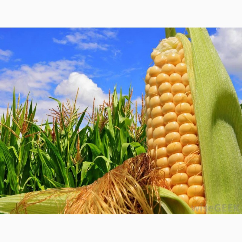 Фото 3. Насіння кукурудзи, канадский трансгенный гибрид кукурузы sedona bt 166 фао 180