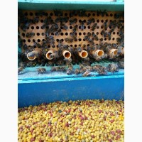 Продам пчелиную пыльцу