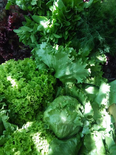 Фото 3. Продам салат и зелень