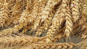 Фото 2. Крупнооптова закупівля пшениці