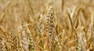 Фото 3. Крупнооптова закупівля пшениці