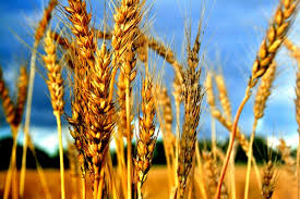 Фото 4. Крупнооптова закупівля пшениці