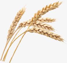 Фото 5. Крупнооптова закупівля пшениці