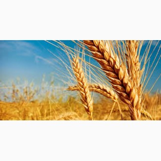 Производим закупку фуражной пшеницы
