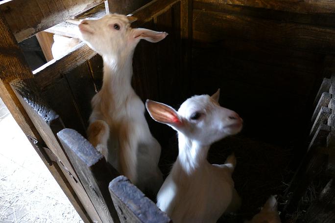 Фото 4. Продаются козы (небольшая ферма)