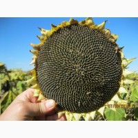 Насіння соняшнику БЕЛЛА (Євраліс, Франція), вр 2019 року - вибір тисяч фермерів