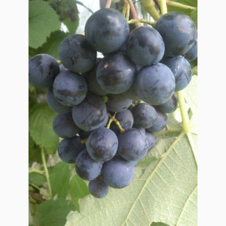 Продам сажданці винограду ранніх і надранніх сортів, адаптованих