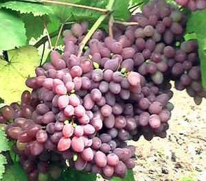 Фото 2. Продам сажданці винограду ранніх і надранніх сортів, адаптованих