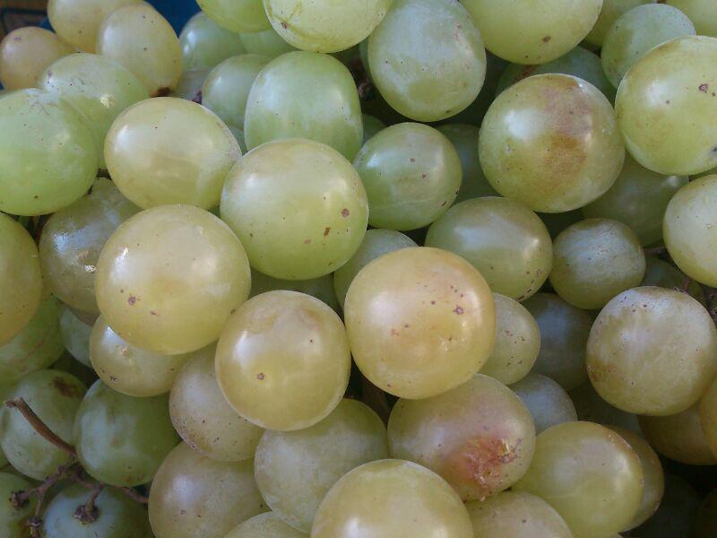 Фото 3. Продам сажданці винограду ранніх і надранніх сортів, адаптованих