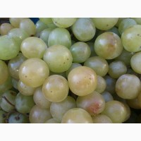 Продам сажданці винограду ранніх і надранніх сортів, адаптованих