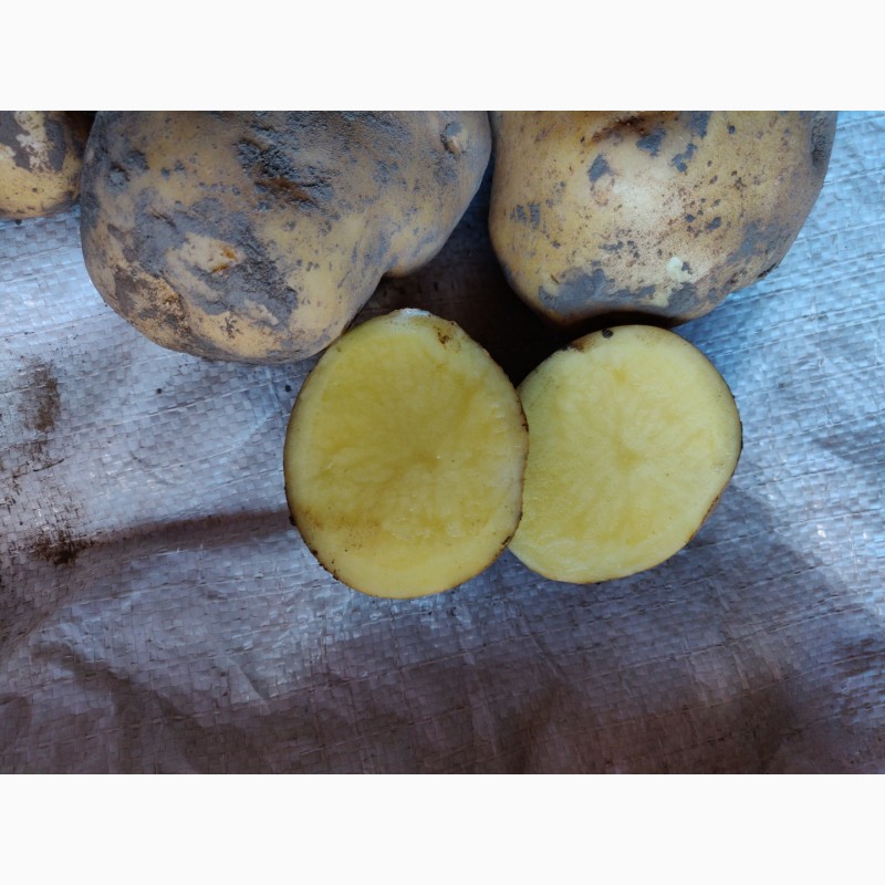 Фото 3. Продам товарну картоплю