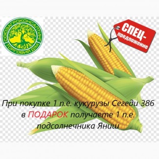 Семена кукурузы Сегеди 386, ФАО 390 СУПЕРПРЕДЛОЖЕНИЕ