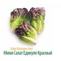 Продам салат Радичио высокого качества оптом с плантаций Турции