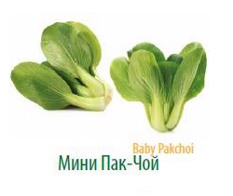 Фото 3. Продам салат Радичио высокого качества оптом с плантаций Турции