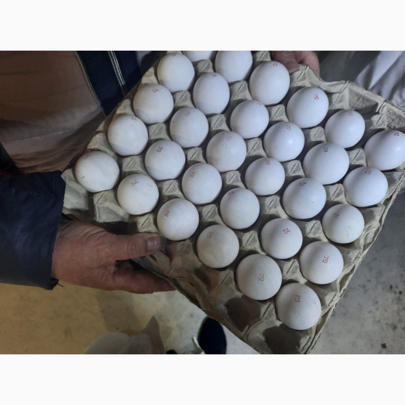 Фото 2. Оптом продам столовое куриное яйцо на экспорт