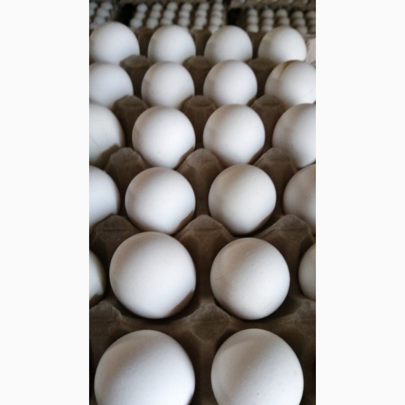 Фото 3. Оптом продам столовое куриное яйцо на экспорт