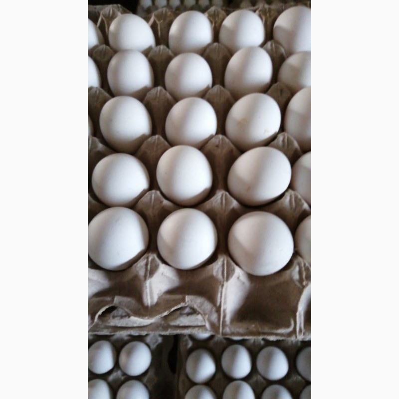 Фото 4. Оптом продам столовое куриное яйцо на экспорт