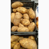 Продаем картофель урожай 2022 г