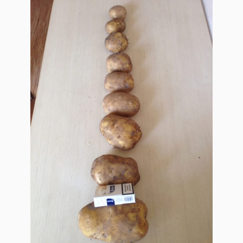 Фото 2. Продаем картофель урожай 2022 г