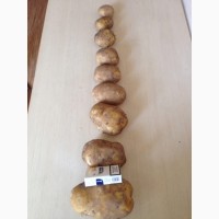 Продаем картофель урожай 2022 г