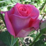 Саженцы роз Равель