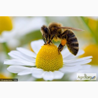 Бджолопакети продам