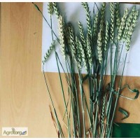 Новелл (Novell), Джерси (JERSEY) семена канадской высокоурожайной пшеницы