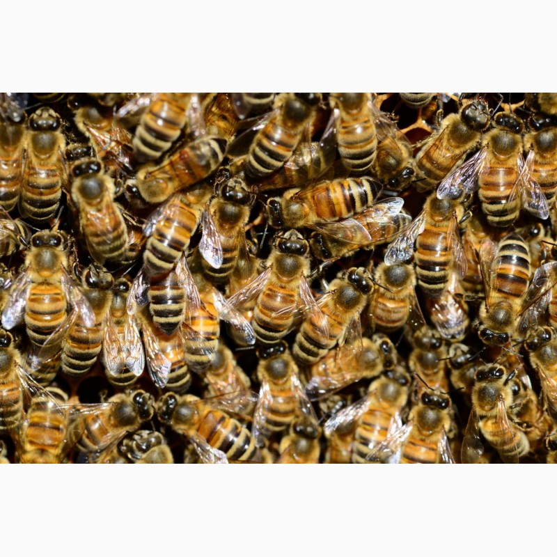 Фото 3. Пчеломатки. Рабочие Пчёлы. Матки Бакфаст и Карника. Buckfast. Karnika