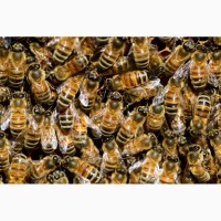 Пчеломатки. Рабочие Пчёлы. Матки Бакфаст и Карника. Buckfast. Karnika