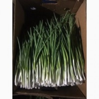 Продам лук зеленый