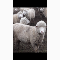 Куплю овцы Меринос и Романовские