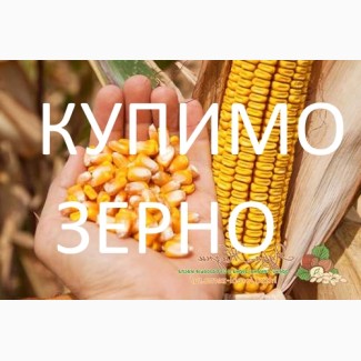 Закупляємо кукурудзу (не класну з повишеною вологістю) у Закарпатській області