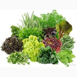 Продам салат, свежую зелень, пряные травы в ассортименте
