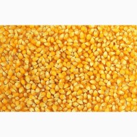Компания заключает договор на поставку кукурузы оптом
