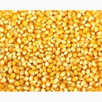 Компания заключает договор на поставку кукурузы оптом