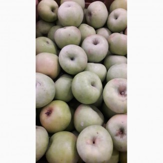 Продам яблоки, сорт Семеренко, урожая 2018 года, с холодильника