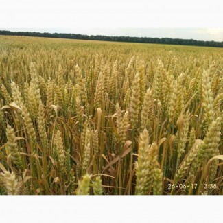Пшеница озимая Балатон селекция Пробцтдорфер Заатцухт (Австрия)