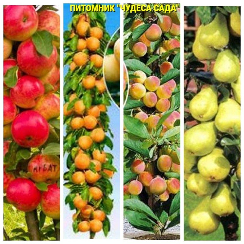 Фото 3. Саженцы колоновидных деревьев слива, персик, груша, черешня, яблоня, вишни нектарин, персик