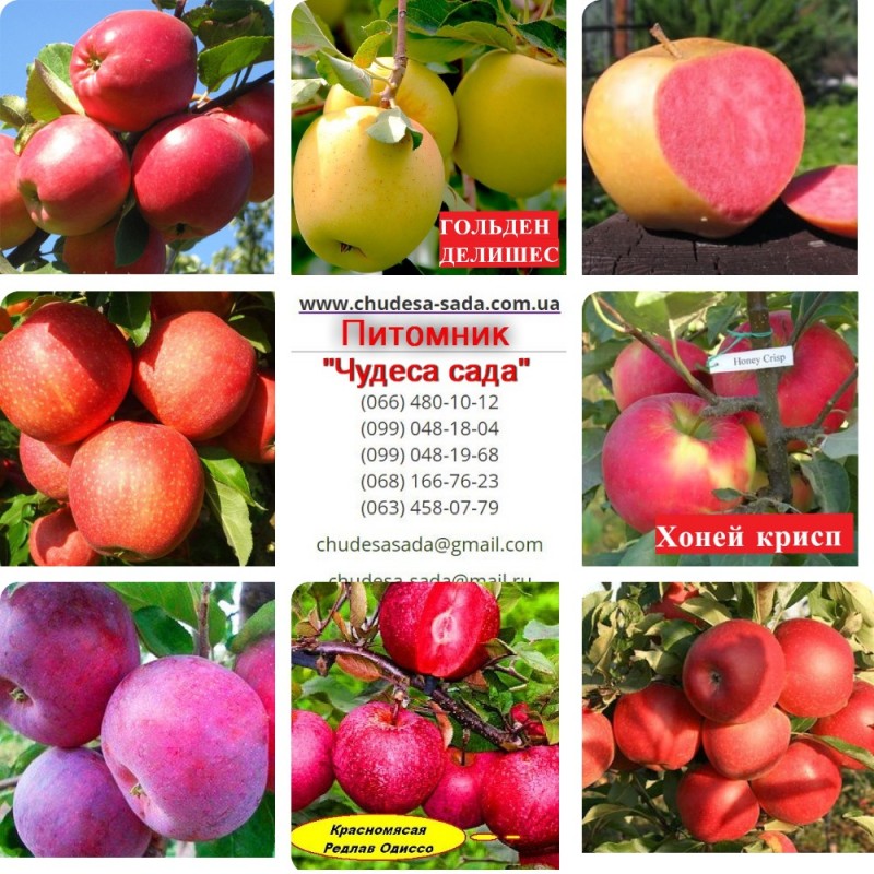 Фото 11. Саженцы колоновидных деревьев слива, персик, груша, черешня, яблоня, вишни нектарин, персик