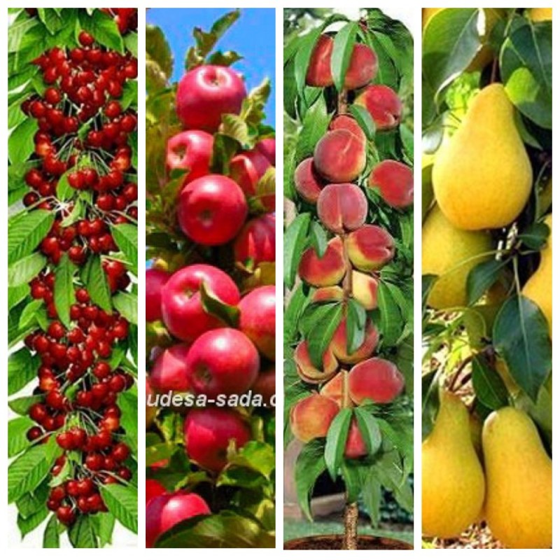 Саженцы колоновидных деревьев слива, персик, груша, черешня, яблоня, вишни нектарин, персик