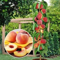 Саженцы колоновидных деревьев слива, персик, груша, черешня, яблоня, вишни нектарин, персик