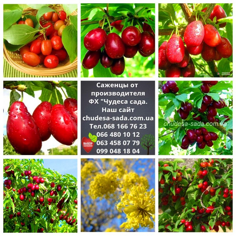 Фото 9. Саженцы колоновидных деревьев слива, персик, груша, черешня, яблоня, вишни нектарин, персик