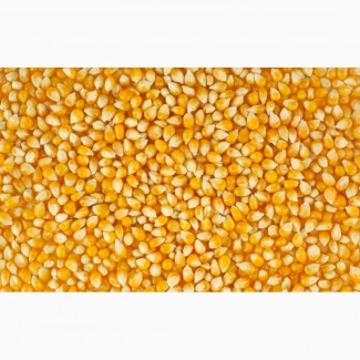 Закупаем кукурузу и другие зерновые культуры